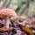 Foraging for fungi: In search of autumn treasure