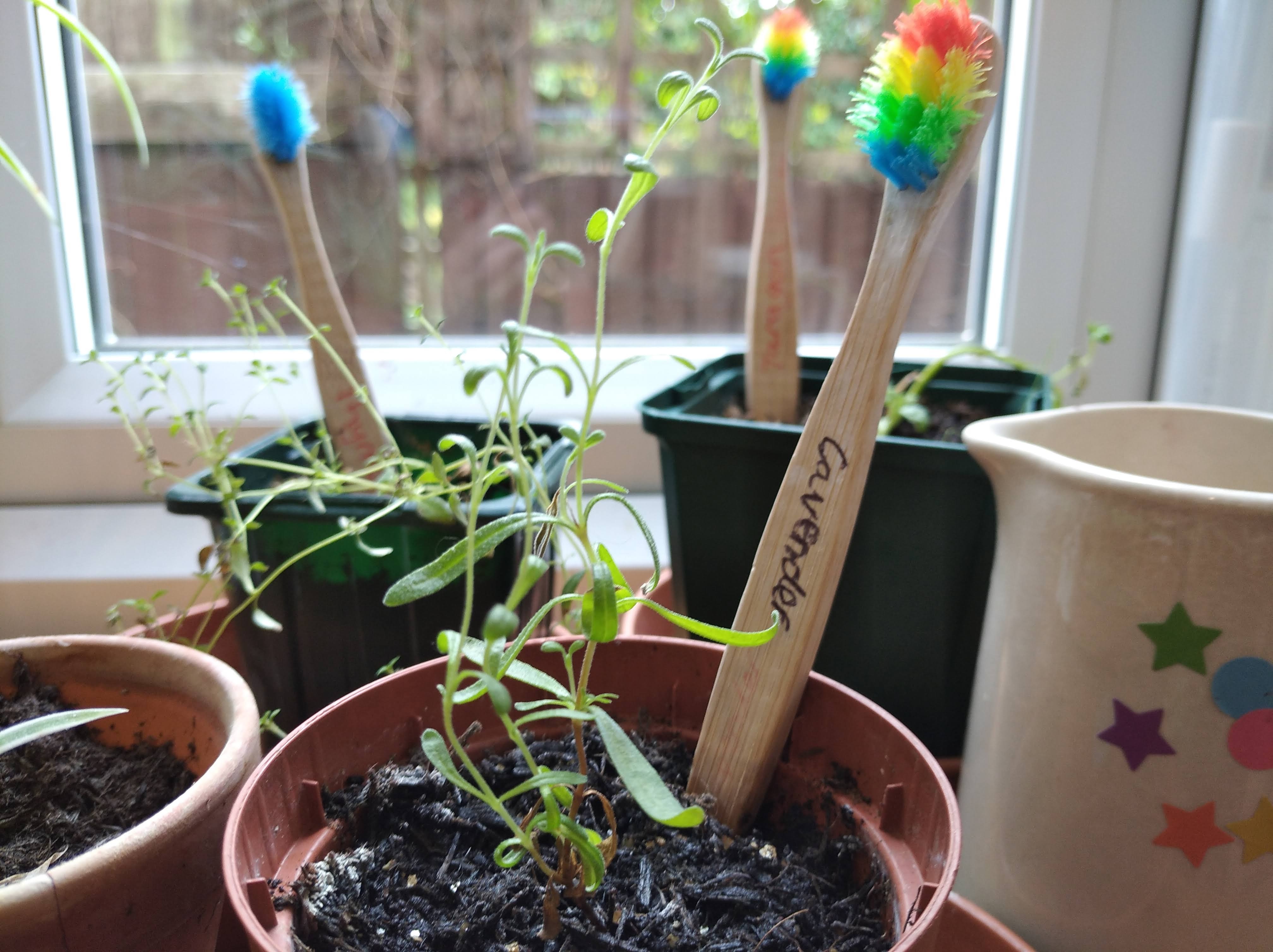 recycled bamboo toothbrush seedling markers