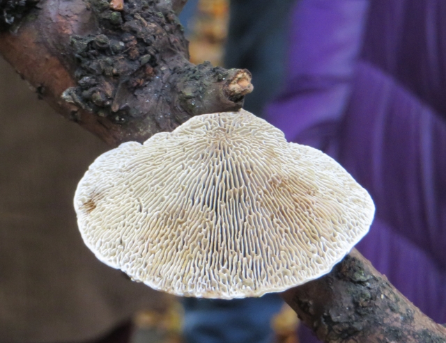 maze fungus mushroom on branch